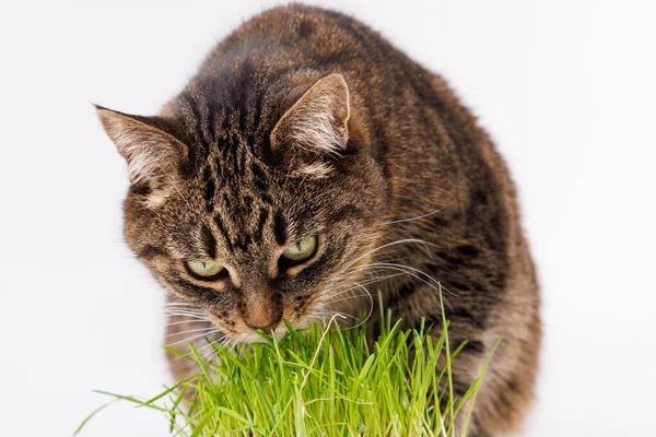 Grijs huiselijk tabby kat eten vers groen haver spruiten close-up op witte achtergrond met selectieve focus en wazig — Stockfoto