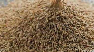 dry dill seeds pouring on pile, rotating closeup with slo-mo