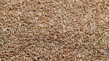 dry dill seeds on flat surface, slow rotating looped background