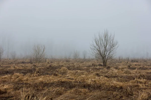 Dry grass field at foggy spring morning with alone young tree — Stock Photo, Image
