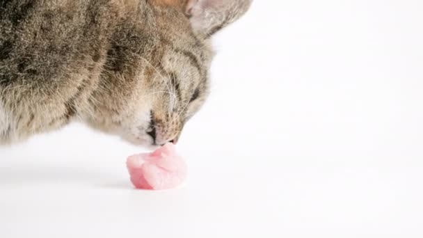 Senior domestic tabby cat eating raw chicken meat on white background — Stok video
