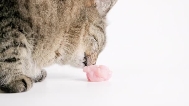 Senior domestic tabby cat eating raw chicken meat on white background — Video