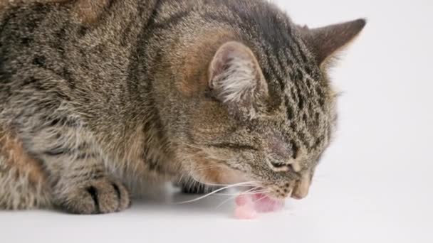 Senior domestic tabby cat eating raw chicken meat on white background — Stok video