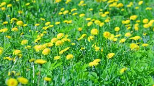 Yellow dandelion field at sunny day swaying in the wind — Stockvideo