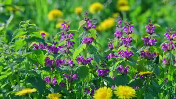 Blossoming red dead nettle swaying in the wind - Lamium purpureum — Video