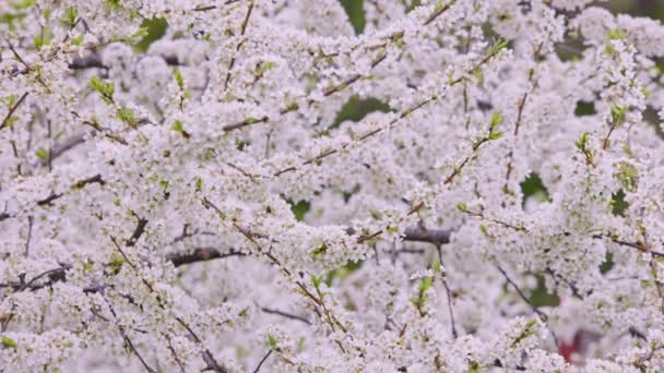 Blomstrende kirsebær i haven. Fuldrammebaggrund. – Stock-video
