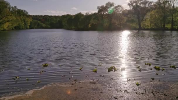 Summer lake with trees on the banks — Stockvideo