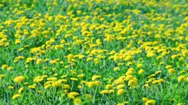 yellow dandelion field at sunny day swaying in the wind