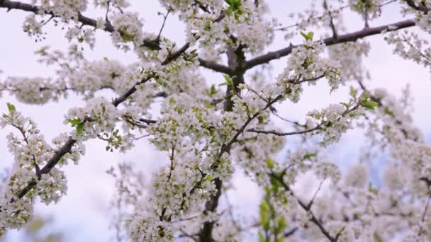 Blossoming cherry branches on overcast sky background. — Stok video