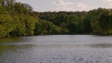 summer lake with trees on the banks and ducks floating