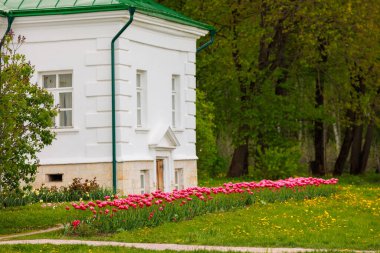 pink tulips Tulipa humilis row in front of white classic building