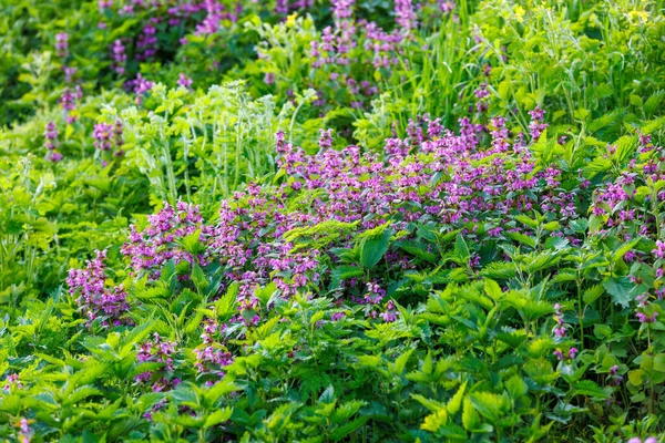 Blossoming Red Dead Nettle Lamium Purpureum Sunny Day Close Selective — Stockfoto