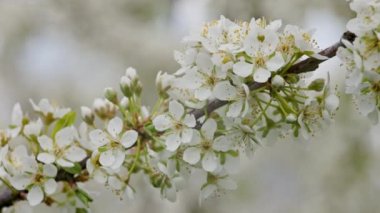 Blossoming cherry in the garden swaying in the wind. Full-frame real-time background.
