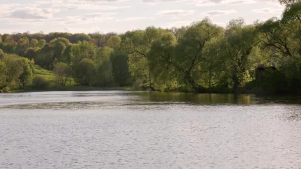 Summer Lake Trees Banks Small Group Ducks Floating Water Surface — Video