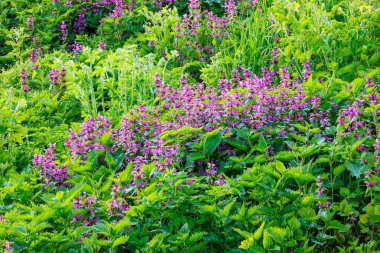 Blossoming red dead nettle - Lamium purpureum - at sunny day, close-up with selective focus