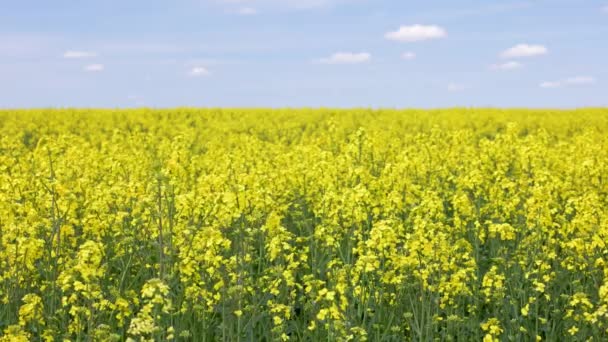 Yellow Rapseed Field Swaying Wind Daylight Real Time Background — Wideo stockowe