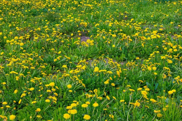 Yellow Dandelion Field Sunny Day Closeup Selective Focus — Stockfoto