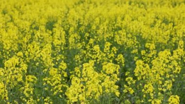 full-frame slow motion closeup background of yellow rapseed field swaying on wind at daylight