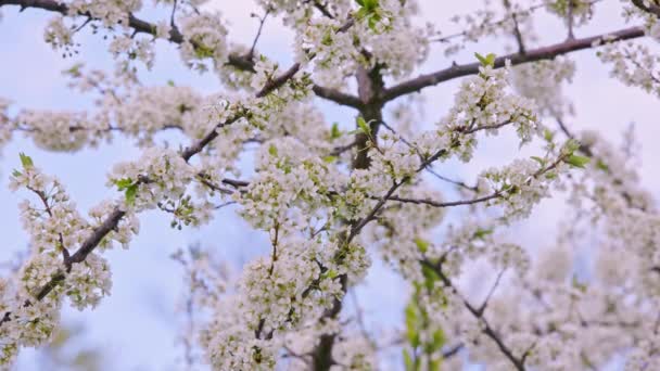 Blossoming Cherry Branches Blurry Overcast Sky Background Swaying Wind Full — Vídeo de Stock