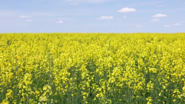 Yellow Rapseed Field Swaying Wind Daylight Real Time Background — Wideo stockowe