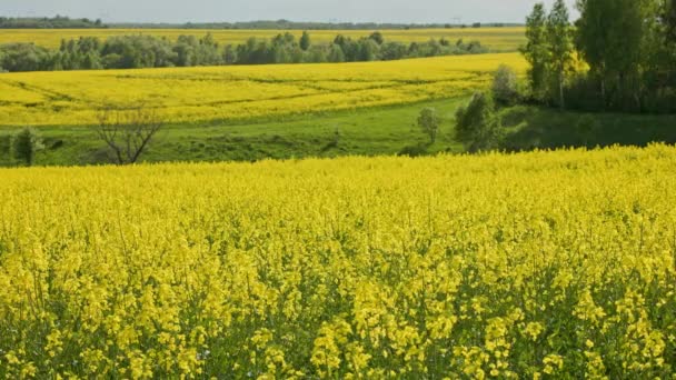 Yellow Rapseed Field Swaying Wind Daylight Green Trees Groves Background — Wideo stockowe