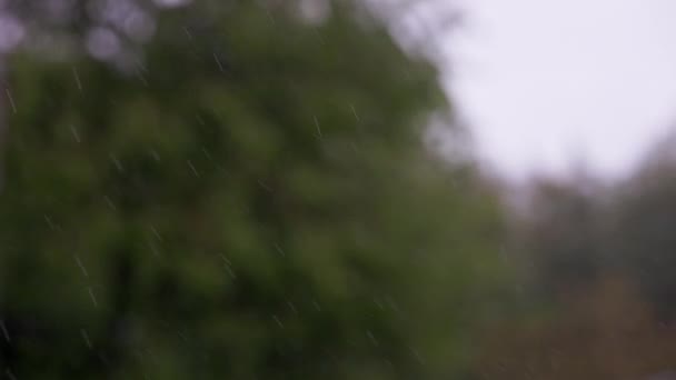 Rain Drops Falling Front Blurry Green Tree Swaying Stormy Wind — Stockvideo