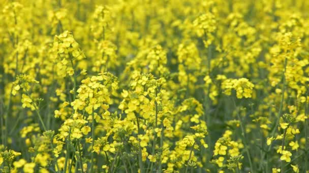 Full Frame Real Time Closeup Background Yellow Rapseed Field Swaying — Stockvideo