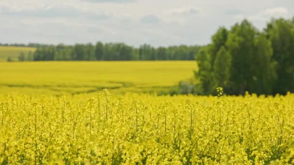 Yellow Rapseed Field Swaying Wind Daylight Green Trees Groves Background — Wideo stockowe