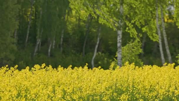 Yellow Rapseed Field Swaying Wind Daylight Birch Trees Blurry Background — Wideo stockowe