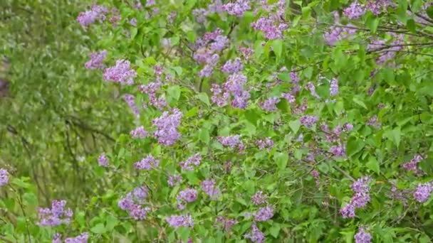 Flowering Lilac Bush Handheld Closeup Telephoto Footage Realtime — Vídeos de Stock