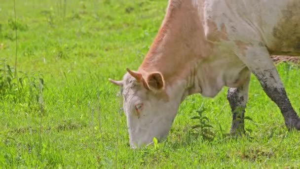 White Cow Grazes Meadow Sunny Summer Day Handheld 200 Telephoto — Stock video