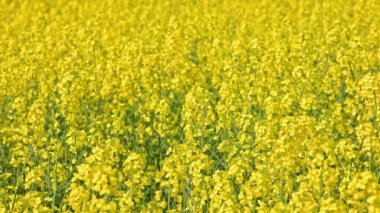 full-frame real-time closeup background of yellow rapseed field swaying on wind at daylight