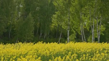 yellow rapseed field swaying on wind at daylight with birch trees in blurry background, slow motion