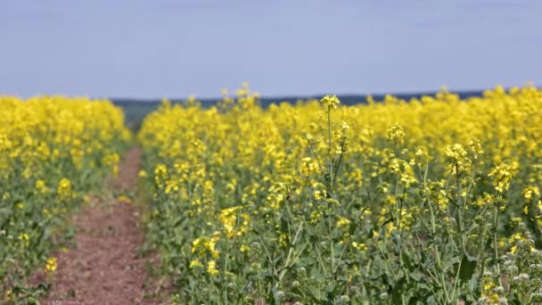 Path Yellow Rapseed Field Swaying Wind Daylight Footpath Real Time — Stockvideo