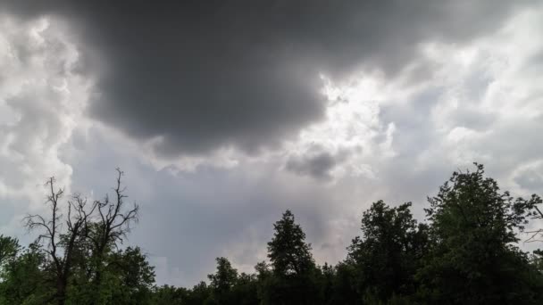 暴雨前夏日刮风的时候 绿树顶上方的暴风雨云 — 图库视频影像
