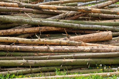 horizontal stack of raw pine logs at sunny day - close full-frame view