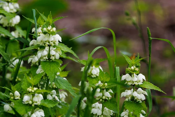 Common Nettle Urtica Dioica Blossom White Flowers Closeup — Stockfoto