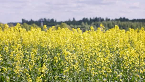 Yellow Rapseed Field Swaying Wind Daylight Real Time Background — Wideo stockowe