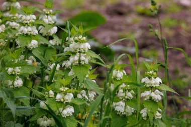 common nettle - urtica dioica - at blossom with white flowers closeup