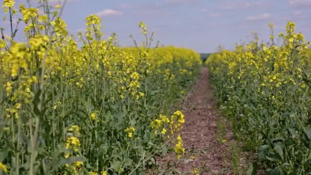 Path Yellow Rapseed Field Swaying Wind Daylight Real Time Background — Stockvideo