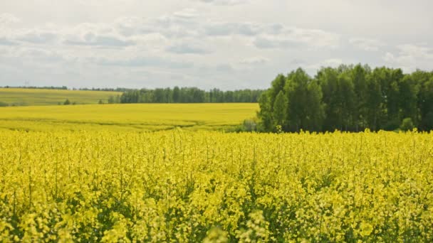 Yellow Rapseed Field Swaying Wind Daylight Green Trees Groves Background — Wideo stockowe