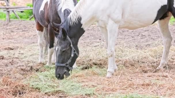 Spotted Horses Eating Hay Paddock Summer Day Realtime Telephoto Closeup — Video