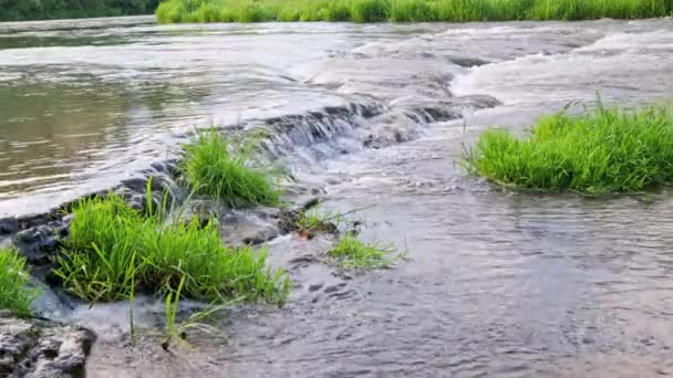 Flowing Water Summer River Small Rapid Waterfall Realtime Daylight — Stockvideo
