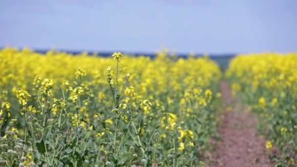 Path Yellow Rapseed Field Swaying Wind Daylight Real Time Background — Wideo stockowe