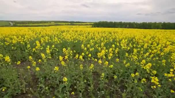 Dolly Walking Handheld View Rapseed Field Daylight Wobbly Corners Using — Video