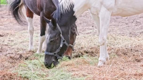 Spotted Horses Eating Hay Paddock Summer Day Realtime Telephoto Closeup — Vídeos de Stock