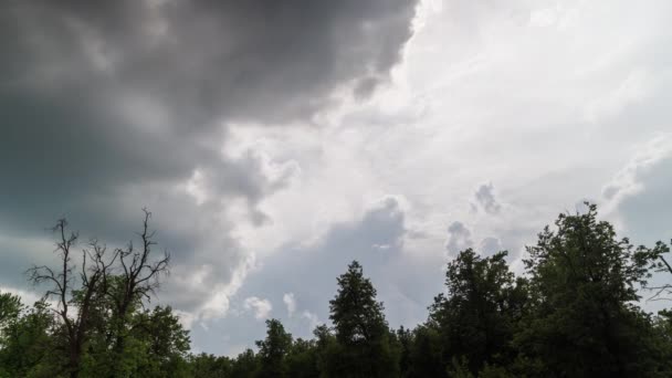 Approaching Stormy Clouds Green Forest Tree Tops Windy Summer Day — Vídeo de stock