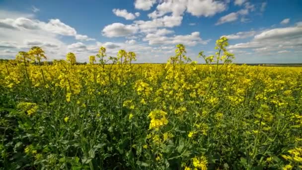 Yellow Rapseed Field Swaying Wind Daylight Real Time Background — Stockvideo