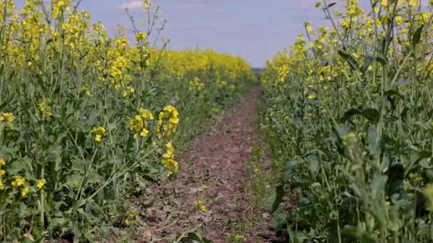 Path Yellow Rapseed Field Swaying Wind Daylight Real Time Background — Stockvideo