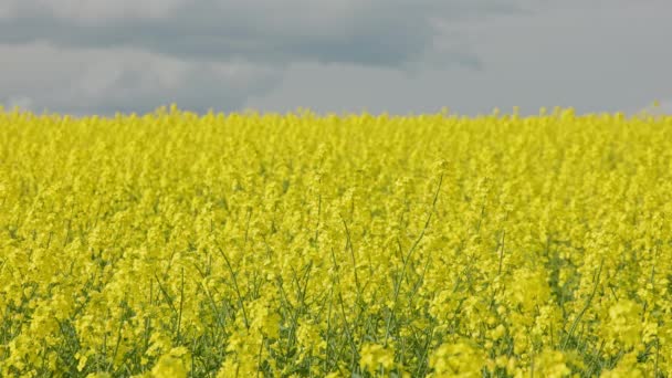 Yellow Rapseed Field Swaying Wind Daylight Real Time Background — Stockvideo